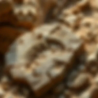 Exploring the Fossil Book: A Comprehensive Guide Summary