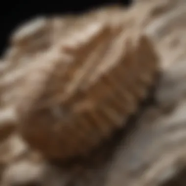 A close-up view of a beautifully preserved fossil embedded in sedimentary rock