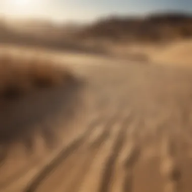 An expansive sandy landscape highlighting the grains and natural formations.