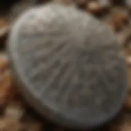 Close-up view of a polished Petoskey Stone showcasing its intricate patterns