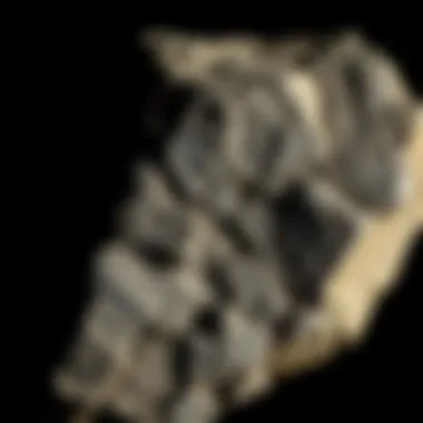 Notable Exploring the Rarest Meteorites: A Collector's Guide Notable Exploring the Rarest Meteorites: A Collector's Guide