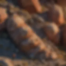 Diverse geological formations in Oregon showcasing unique rock textures