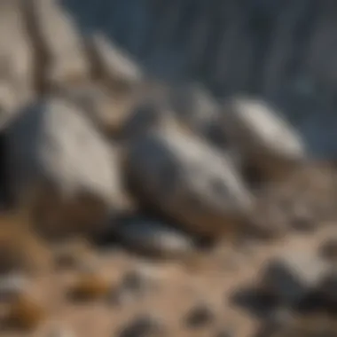 Geological formations featuring gray rocks in their natural habitat.