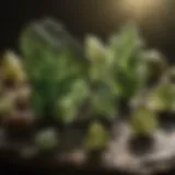 Exquisite Moldavite Specimens