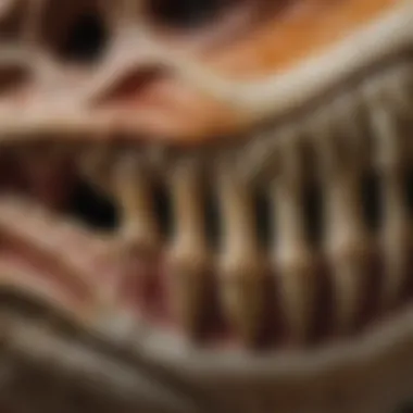 Intricacies of T. rex Tooth Replicas Close-up view of a T. rex tooth replica showcasing intricate details
