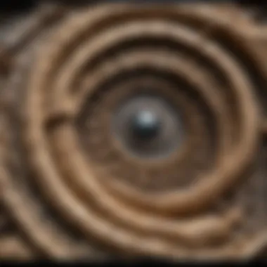 Close-up of a fossil specimen preserved in a protective case