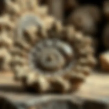 Notable Fossil Decor: A Unique Fusion of Nature and Artistry Notable Fossil Decor: A Unique Fusion of Nature and Artistry