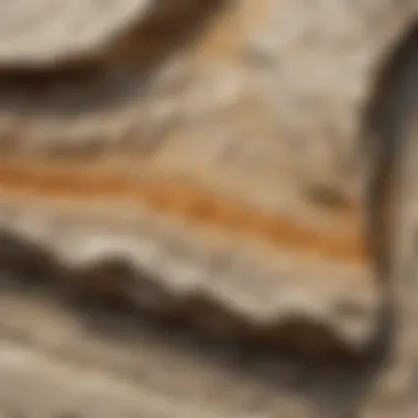 Geological layers visible on a fossil limestone slab