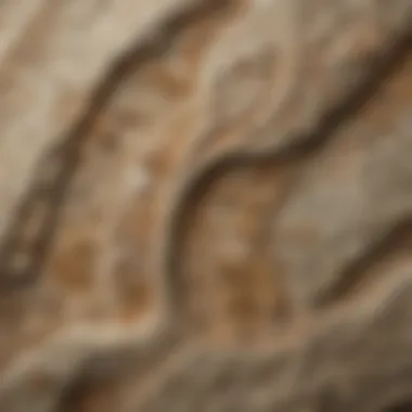 Detailed close-up of intricate fossil patterns on limestone slab