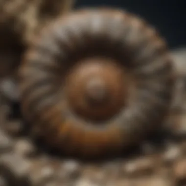 Historical Significance of Fossilised Ammonite