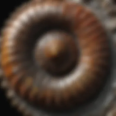 Fossilized Ammonite