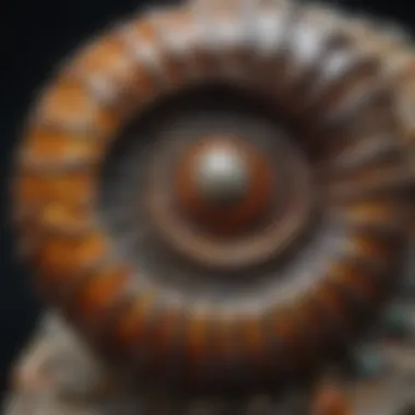 Ammonite Fossilized Gemstone