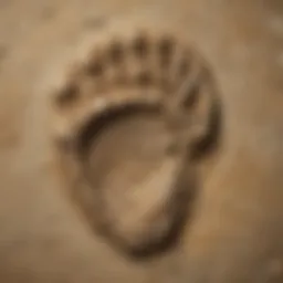 Ancient Fossilized Imprint