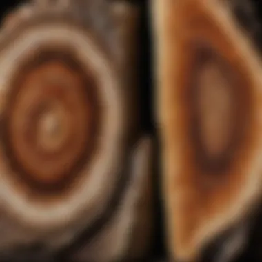 Fossilized tree rings in petrified wood bookend