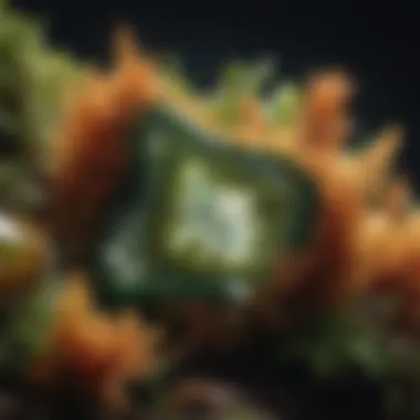 Moss Agate: Nature's Artistry Moss Agate Crystal Formation