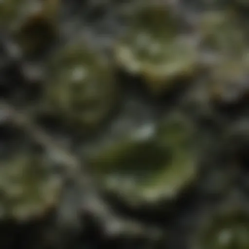 Close-up of genuine moldavite showcasing its unique texture and color