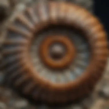 An intricate fossilized ammonite specimen