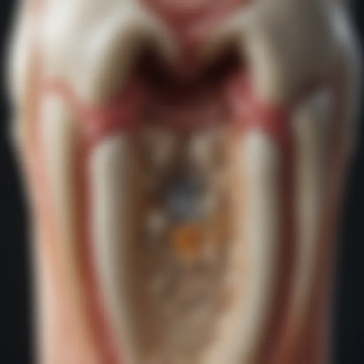 Illustration showing the intricate anatomy of a molar