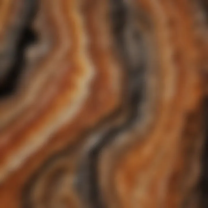 Intricate Patterns in Petrified Wood