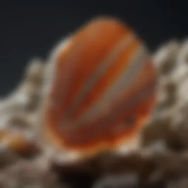 Majestic Oceanic Jasper