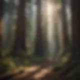 Majestic Redwood Forest in California