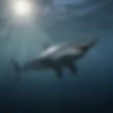 Majestic Mako Shark Swimming in the Ocean