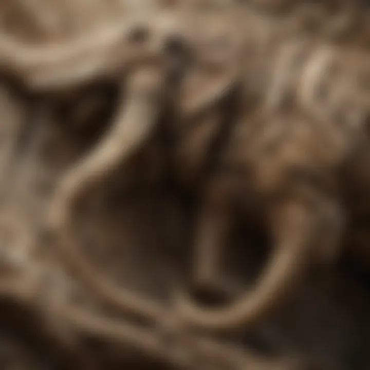 A detailed close-up of a mammoth fossil showcasing intricate bone structures