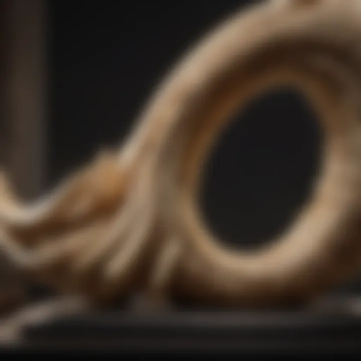 Mammoth Tusk Fossil Display