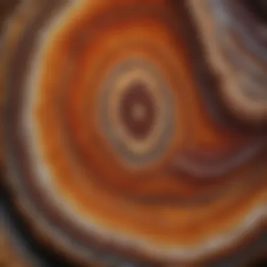 A mesmerizing agate slice showcasing intricate patterns in earthy tones