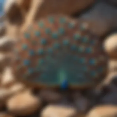 Mesmerizing Colors of Peacock Rocks