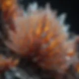 The Intricate Beauty of Crystal Formations Mesmerizing Crystal Structure