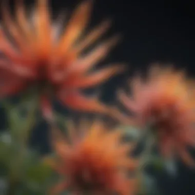 Close-up view of vibrant botanical specimen