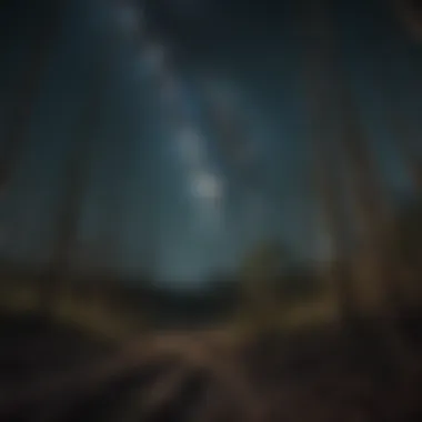 Petrified bamboo forest under a mysterious starlit sky