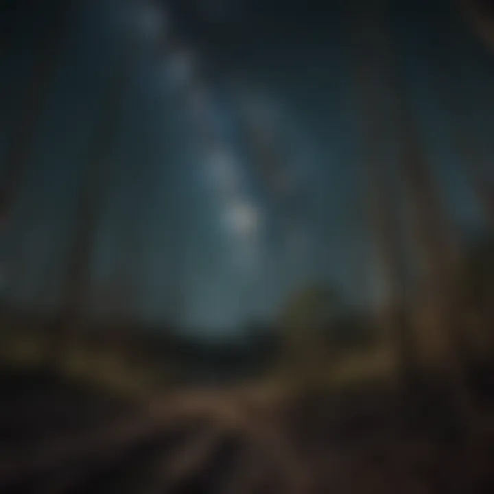 Petrified bamboo forest under a mysterious starlit sky