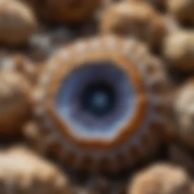 Small geode in natural surroundings displaying unique patterns