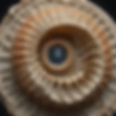 Detailed Nautilus Cephalopod Fossil Detailed Nautilus Cephalopod Fossil