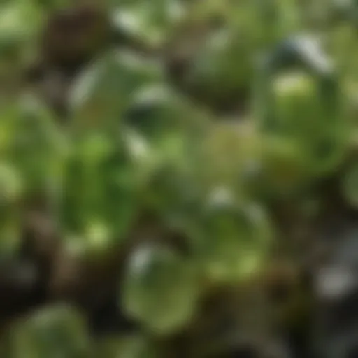 Close-up view of olivine crystals showcasing their vibrant green color and unique formation.