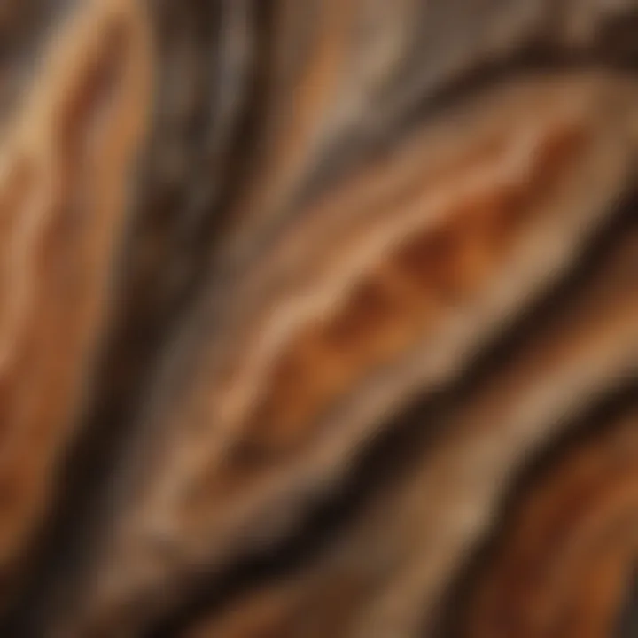 Organic Patterns: Petrified Wood Close-up