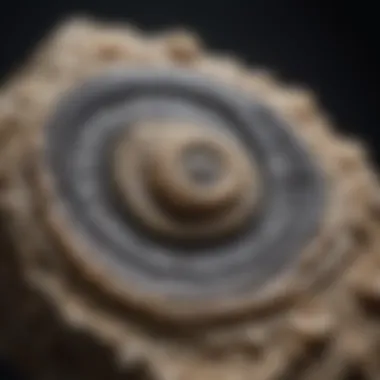 Rare Orthoceras Cephalopod Fossil Rare Orthoceras Cephalopod Fossil