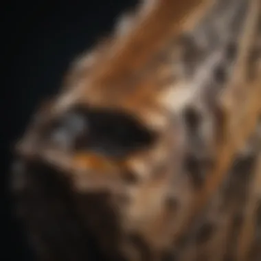 Close-up of petrified bamboo node with fine mineral crystallization