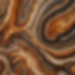 Polished petrified wood slab with intricate patterns