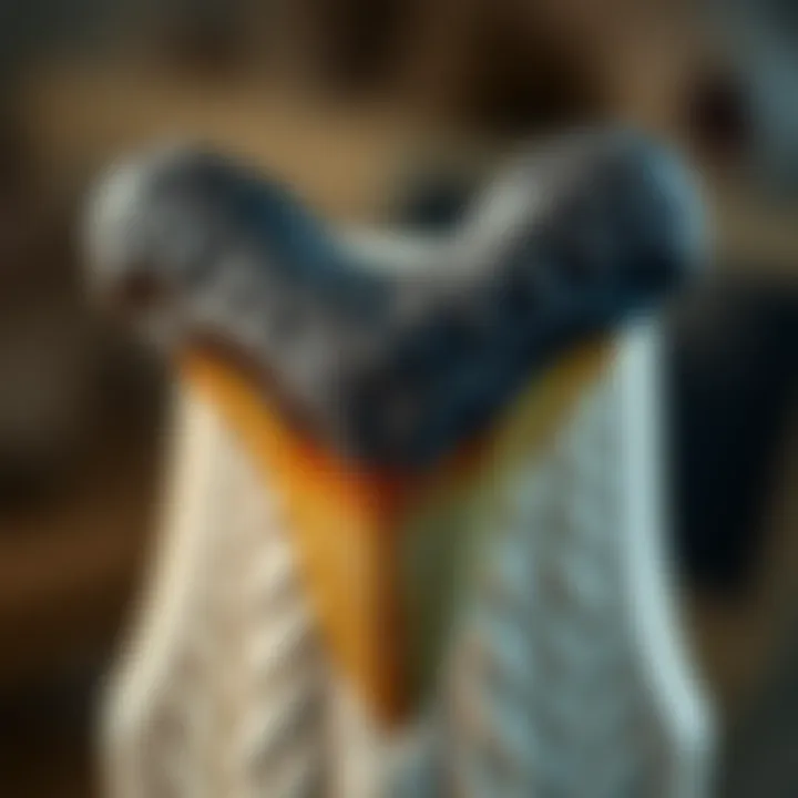 Purchasing a Megalodon Tooth: A Comprehensive Guide Summary