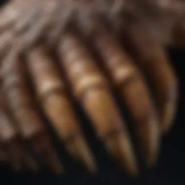 Majestic Raptor Claw showcasing intricate details
