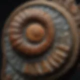 Rare Ammonite Fossil under Jewelers Magnifying Glass