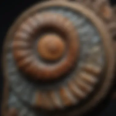 Exploring the Intricate Patterns of a Rare Ammonite Fossil Rare Ammonite Fossil under Jewelers Magnifying Glass