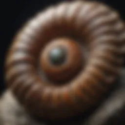 Ravishing Ammonite Fossil Apparel