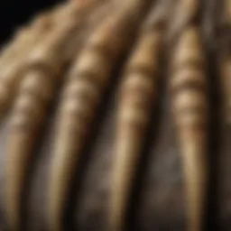 A close-up view of a raptor claw showcasing its intricate details and textures.