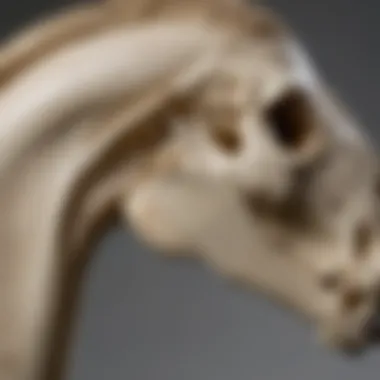 Elegant Equine Elegance: A Regal Profile of a Horse Skull