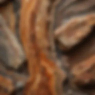 A close-up of intricate patterns on a petrified wood specimen