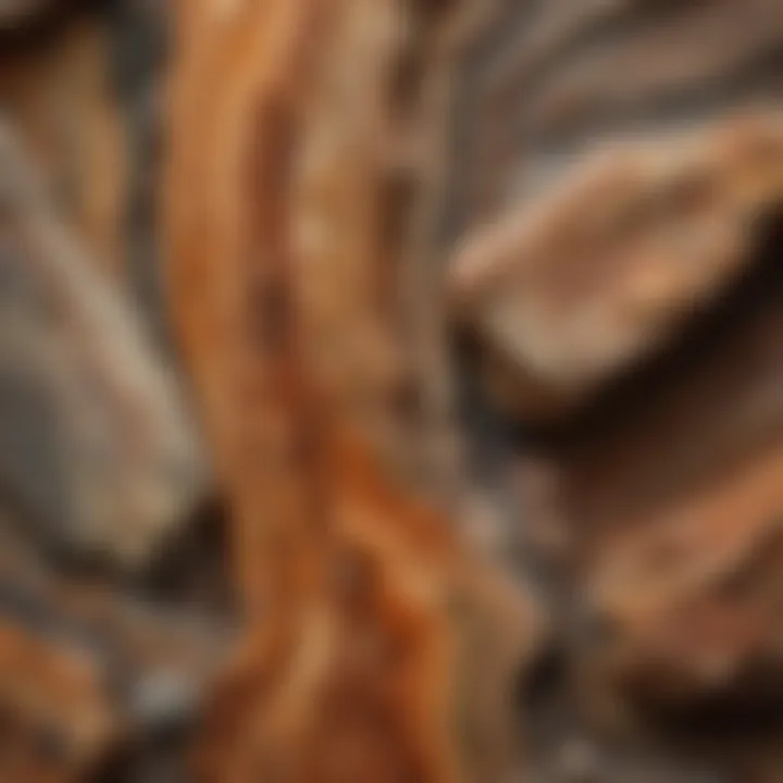 A close-up of intricate patterns on a petrified wood specimen